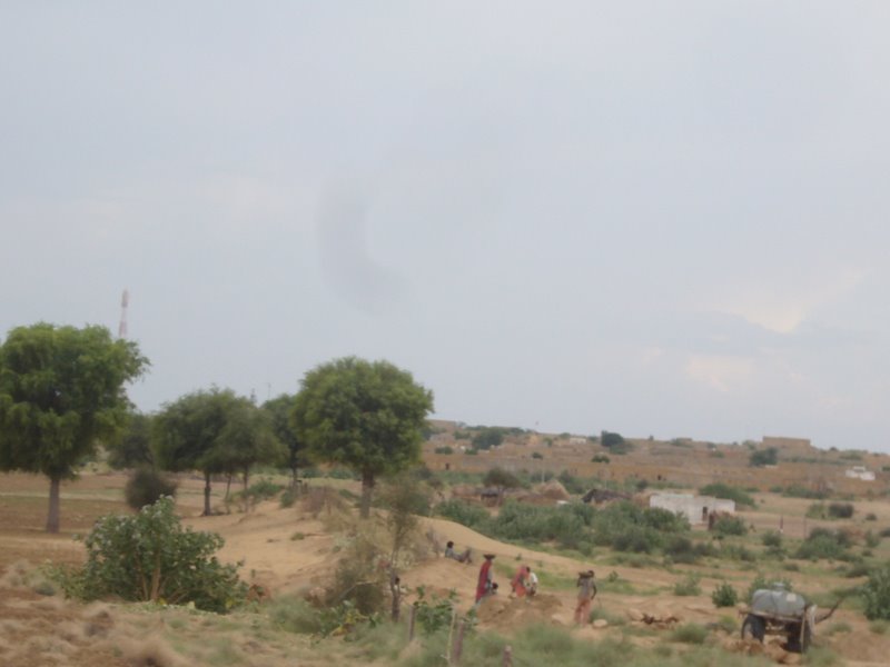 Travel - India - Rajasthan - Desert Camel Trip - Camel Safari